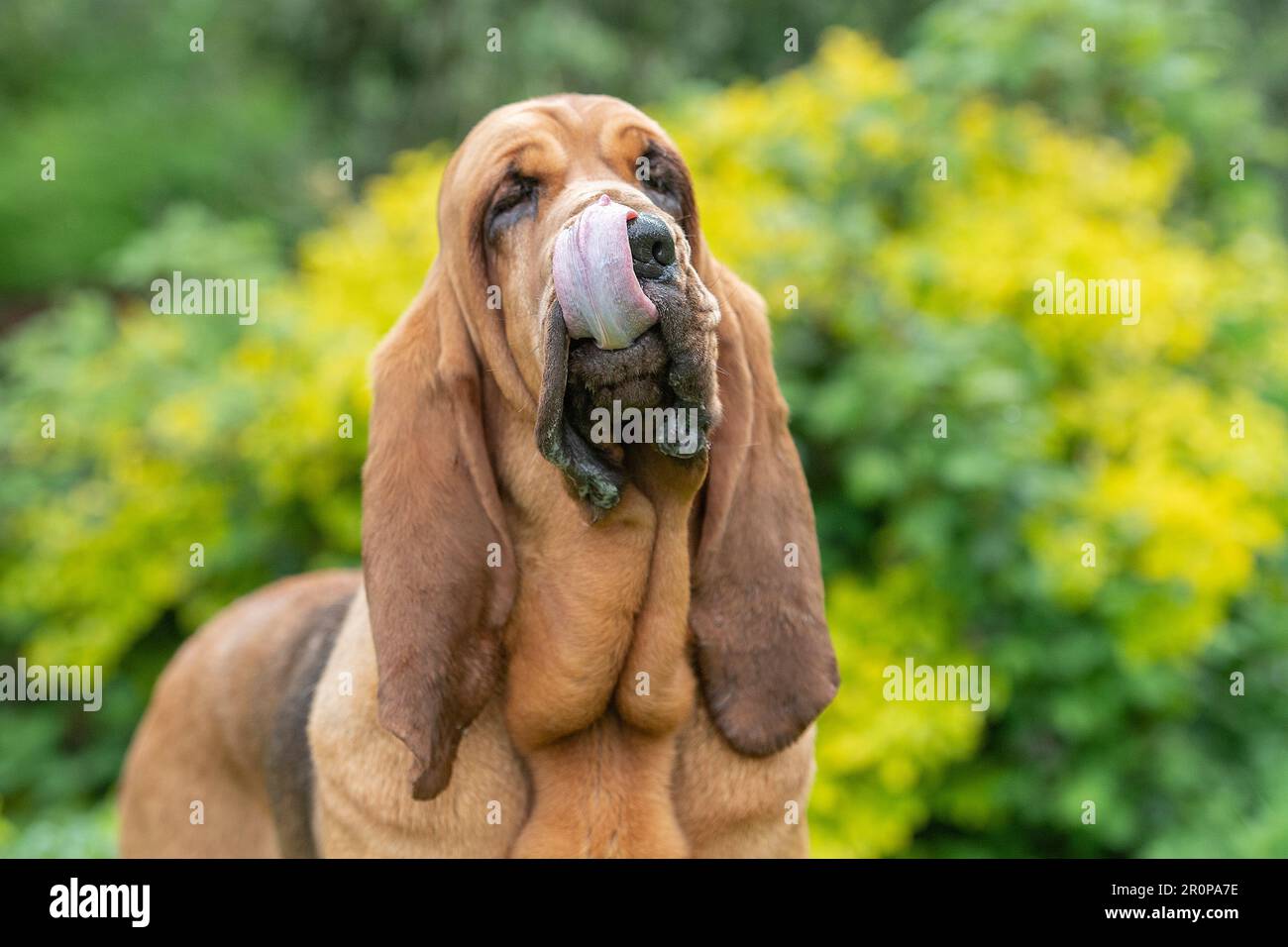 cane bloodhound che lecca il naso Foto Stock