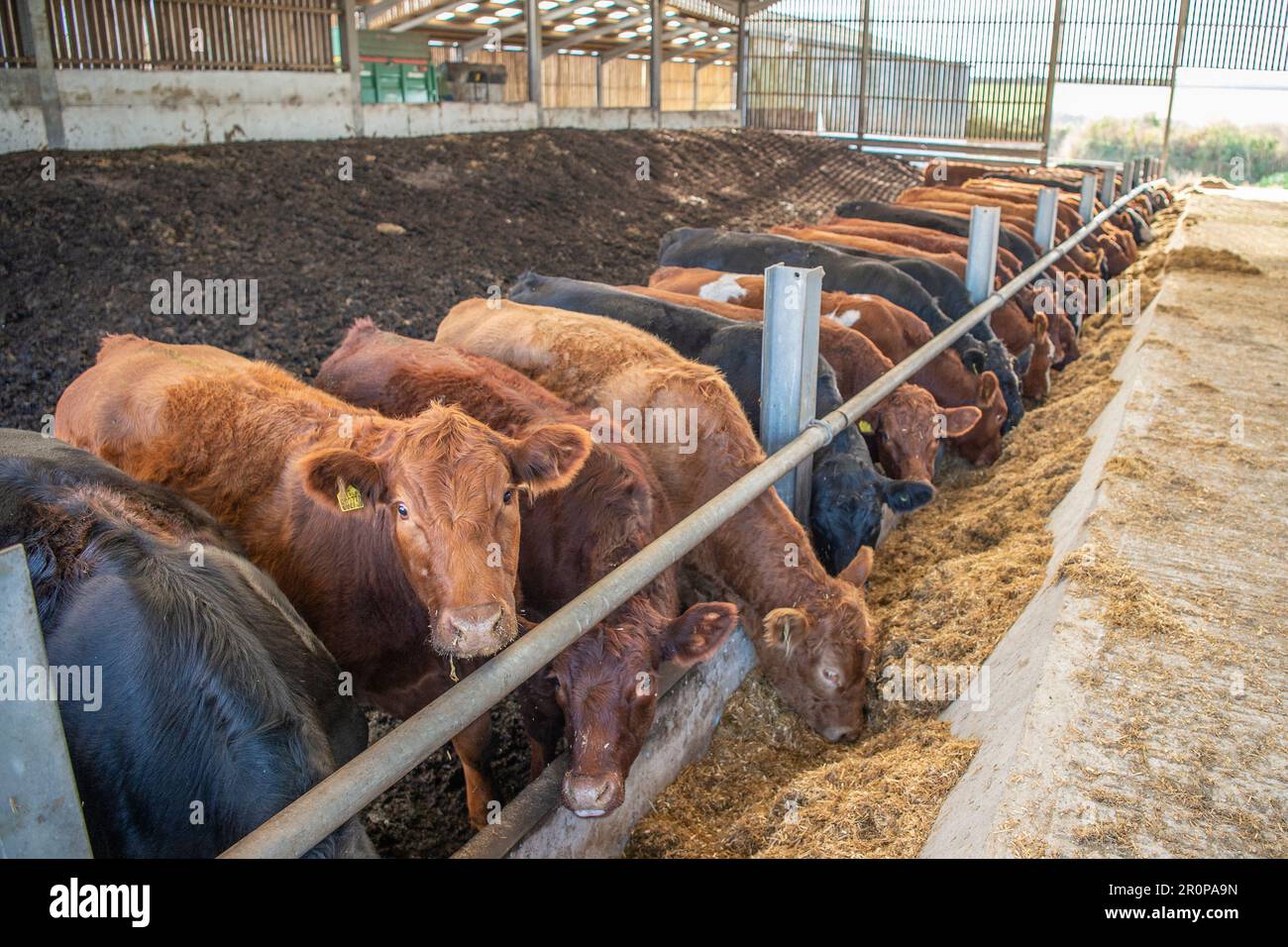 Mandria di bovini in cortile che mangia wholecrop Foto Stock