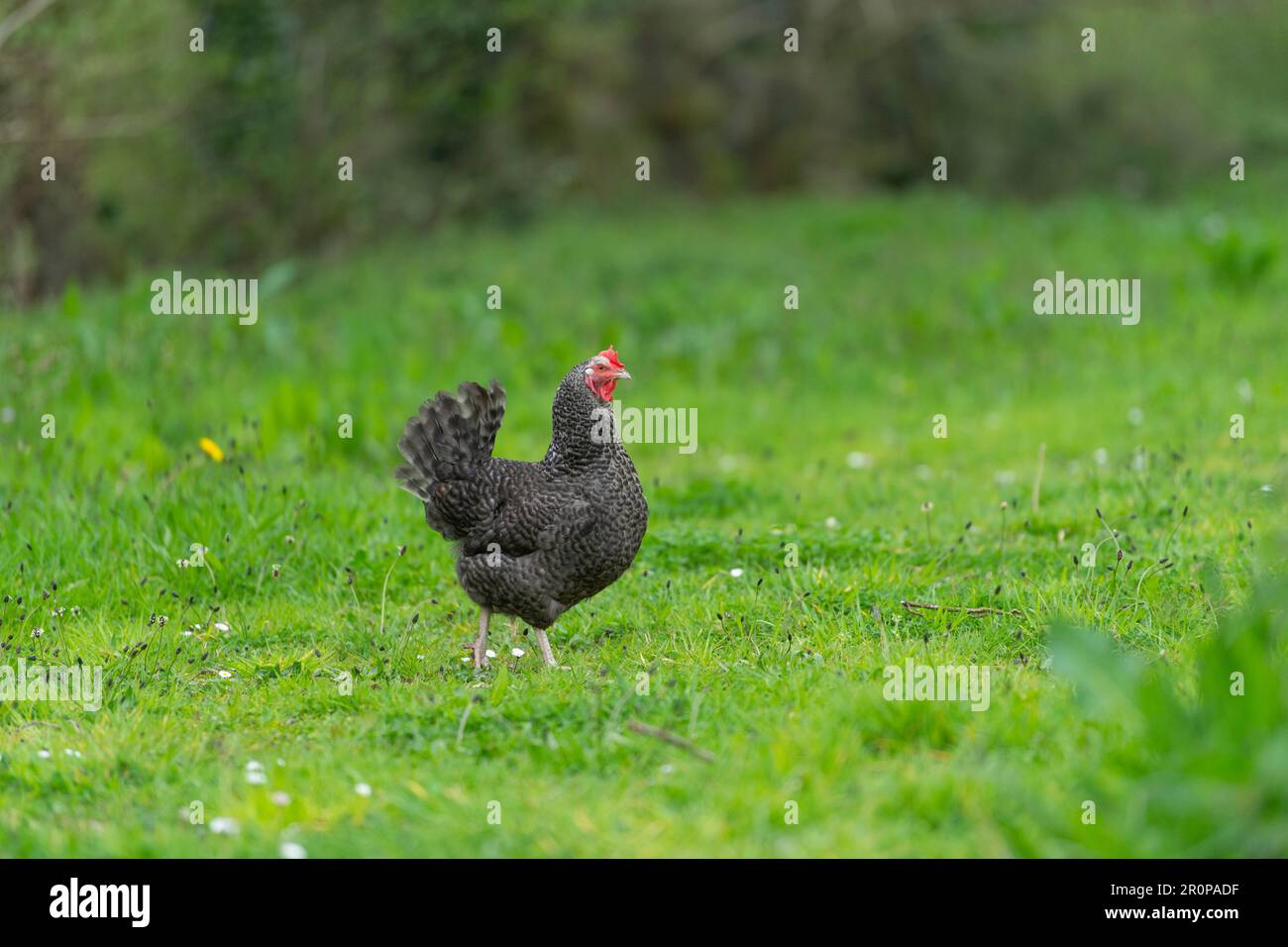 Speckledy gallina a piedi in un campo Foto Stock