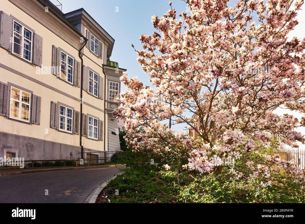 Magnolie fiorenti a St. Johanns-Rheinweg a Basilea. Svizzera Foto Stock