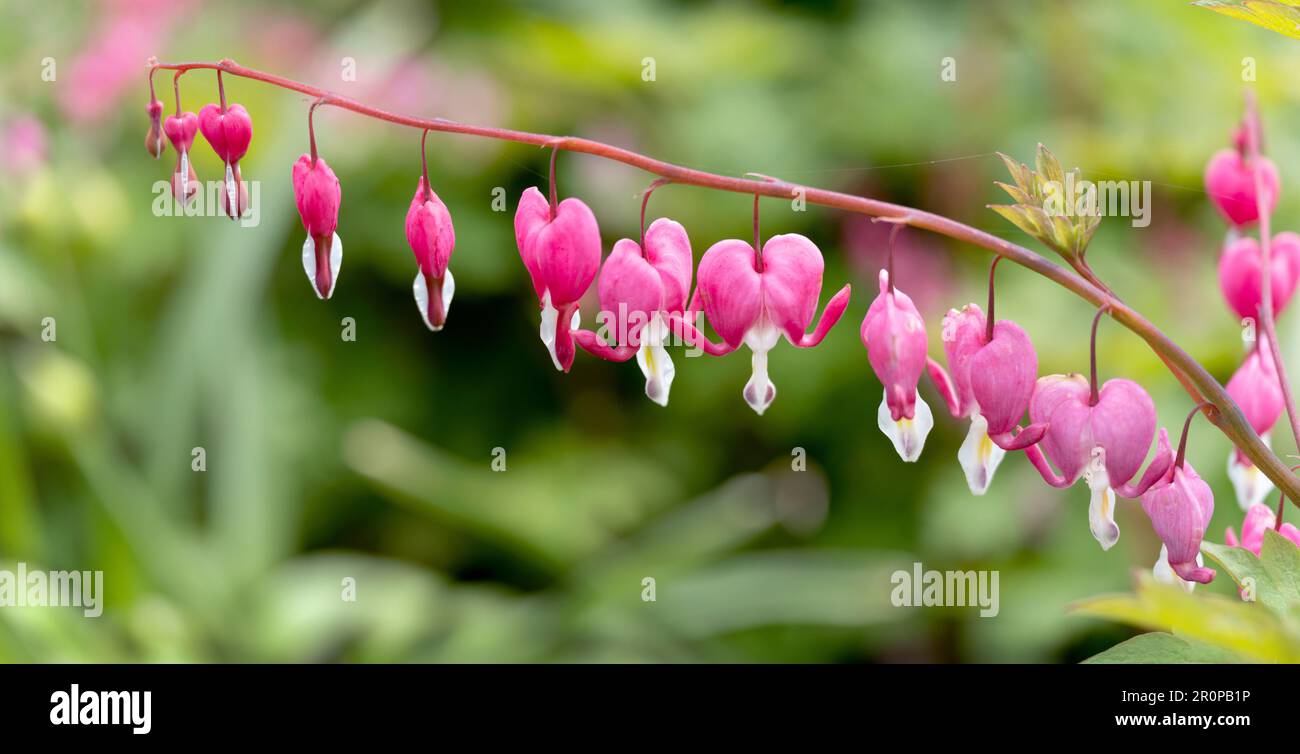 Spurgo Fiore del Cuore Foto Stock