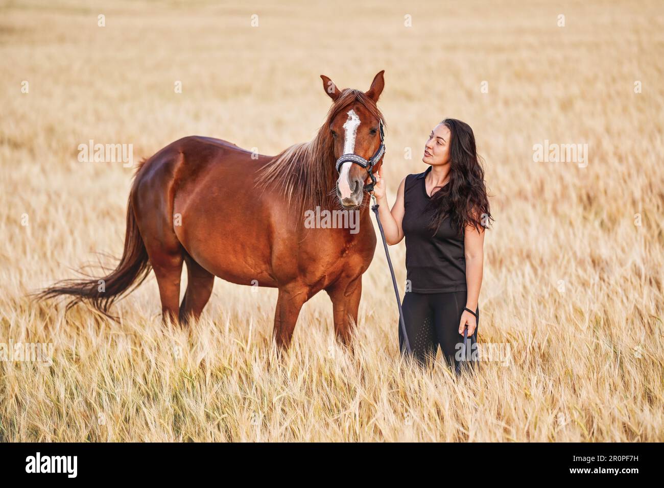 Giovane donna in leggings neri e t shirt a piedi con cavallo arabo marrone in campo di grano Foto Stock