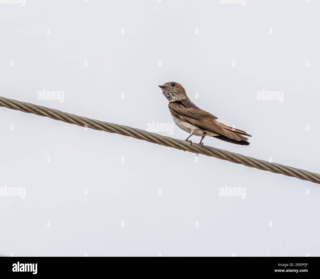 Un inghiottito con striature appoggiato su un filo Foto Stock