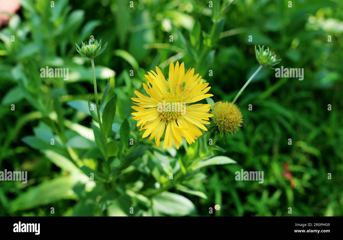 Fiore in giardino colorato fresco look Foto Stock