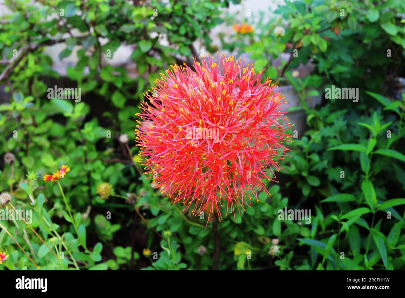 Fiore in giardino colorato fresco look Foto Stock