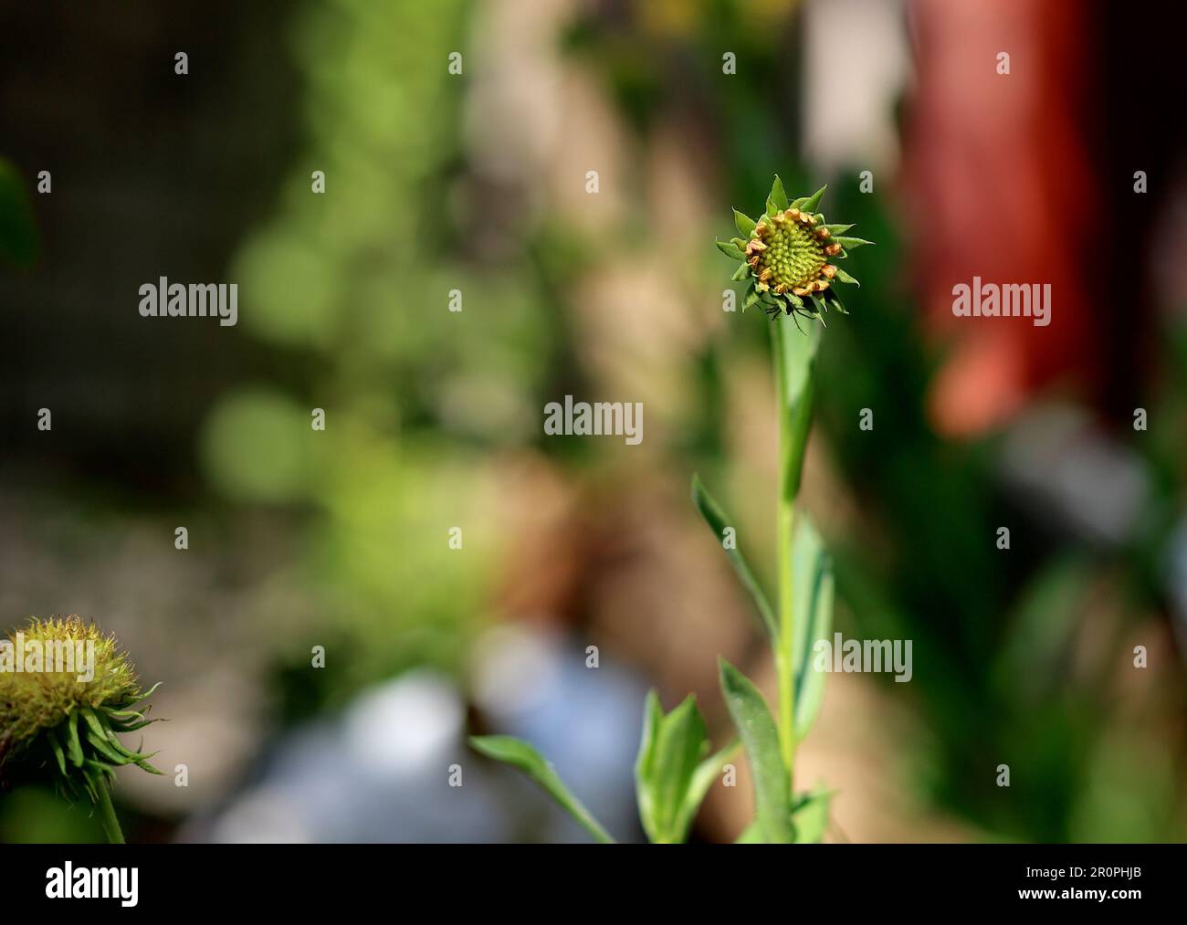 Fiore in giardino colorato fresco look Foto Stock