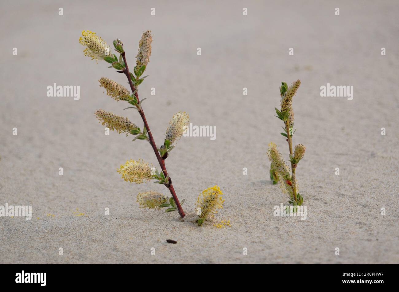 Ramo di salice strisciante con cetrioli sorge dalla sabbia di una duna Foto Stock Ramo di salice strisciante con cetrioli sorge dalla sabbia di una duna Foto Stock