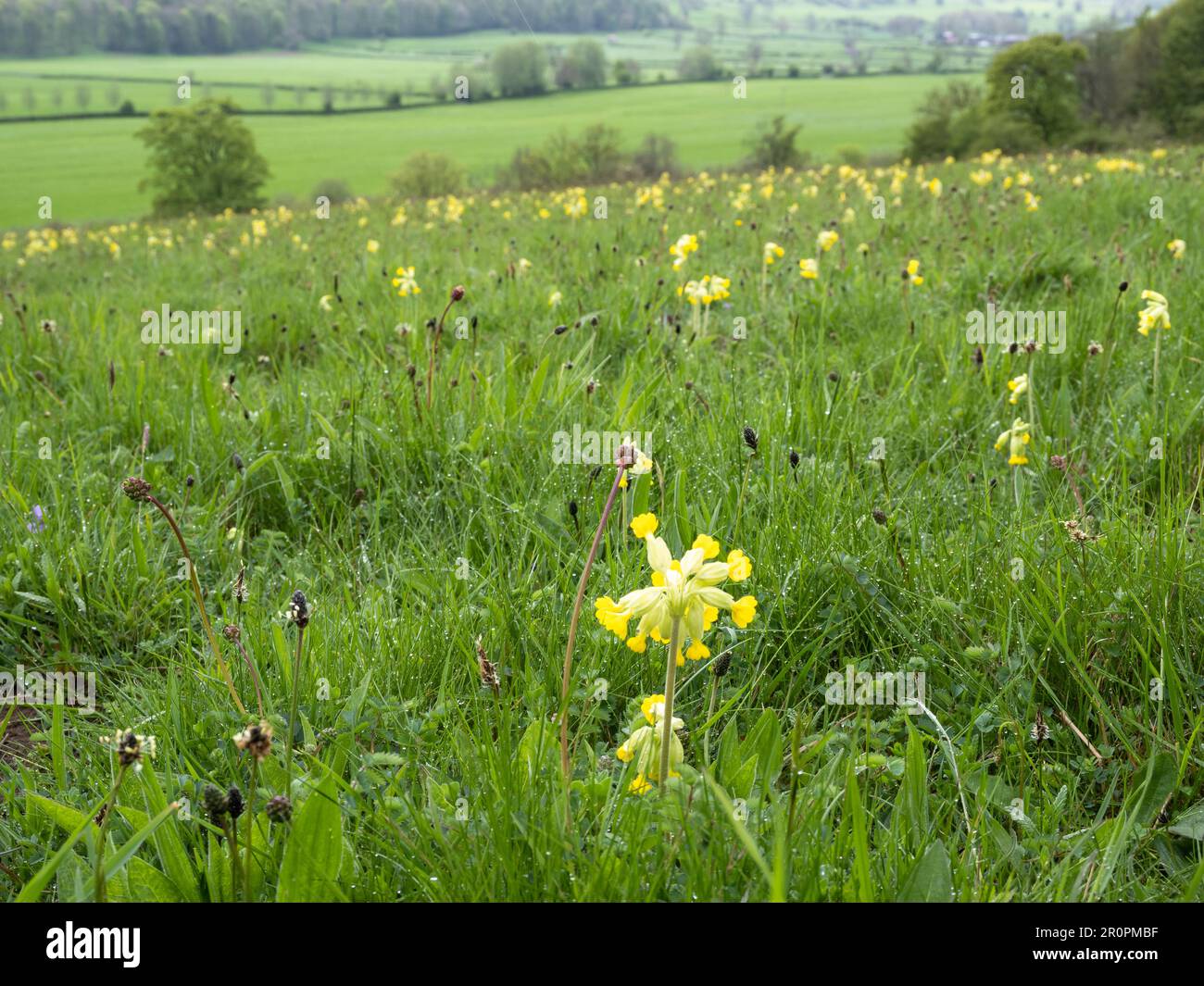 Un prato con i cowslips, Primula veris Foto Stock