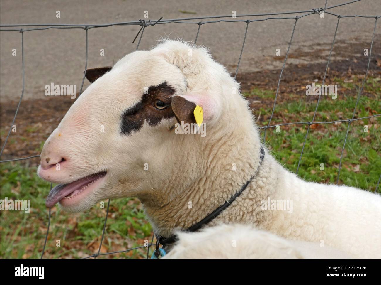 Una pecora bianca sbiancante. È di una razza locale speciale: Landrace di Bentheim Foto Stock