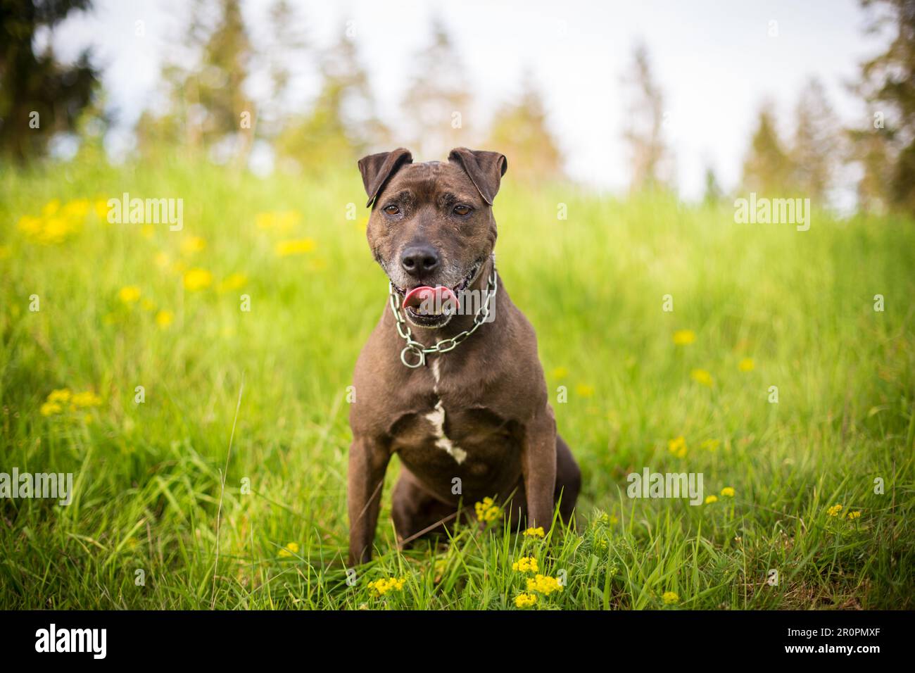 Cane nero seduto in un prato Foto Stock