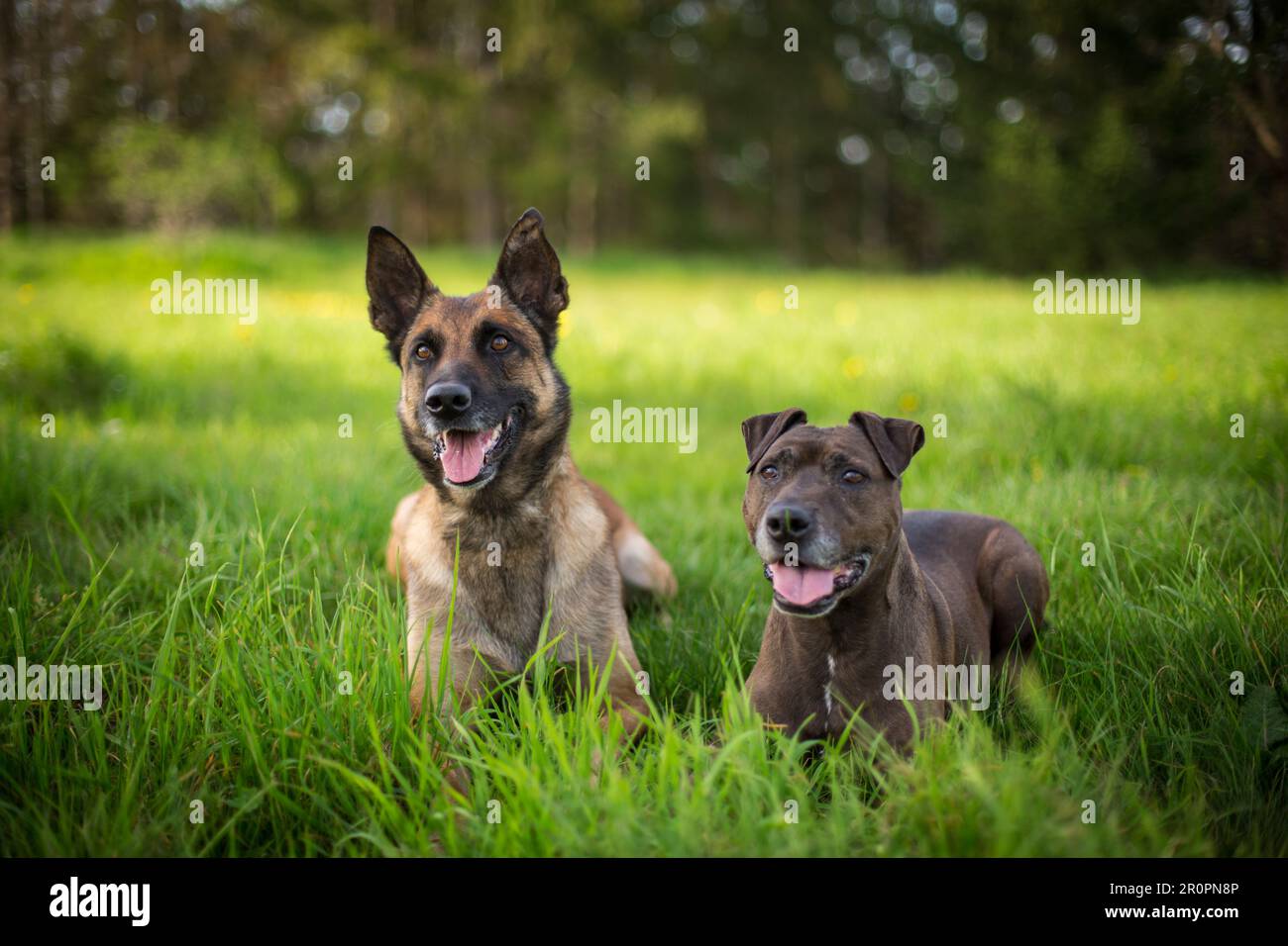Amici di cane sdraiati in un prato, un cane nero mescolato e un Malinois Foto Stock