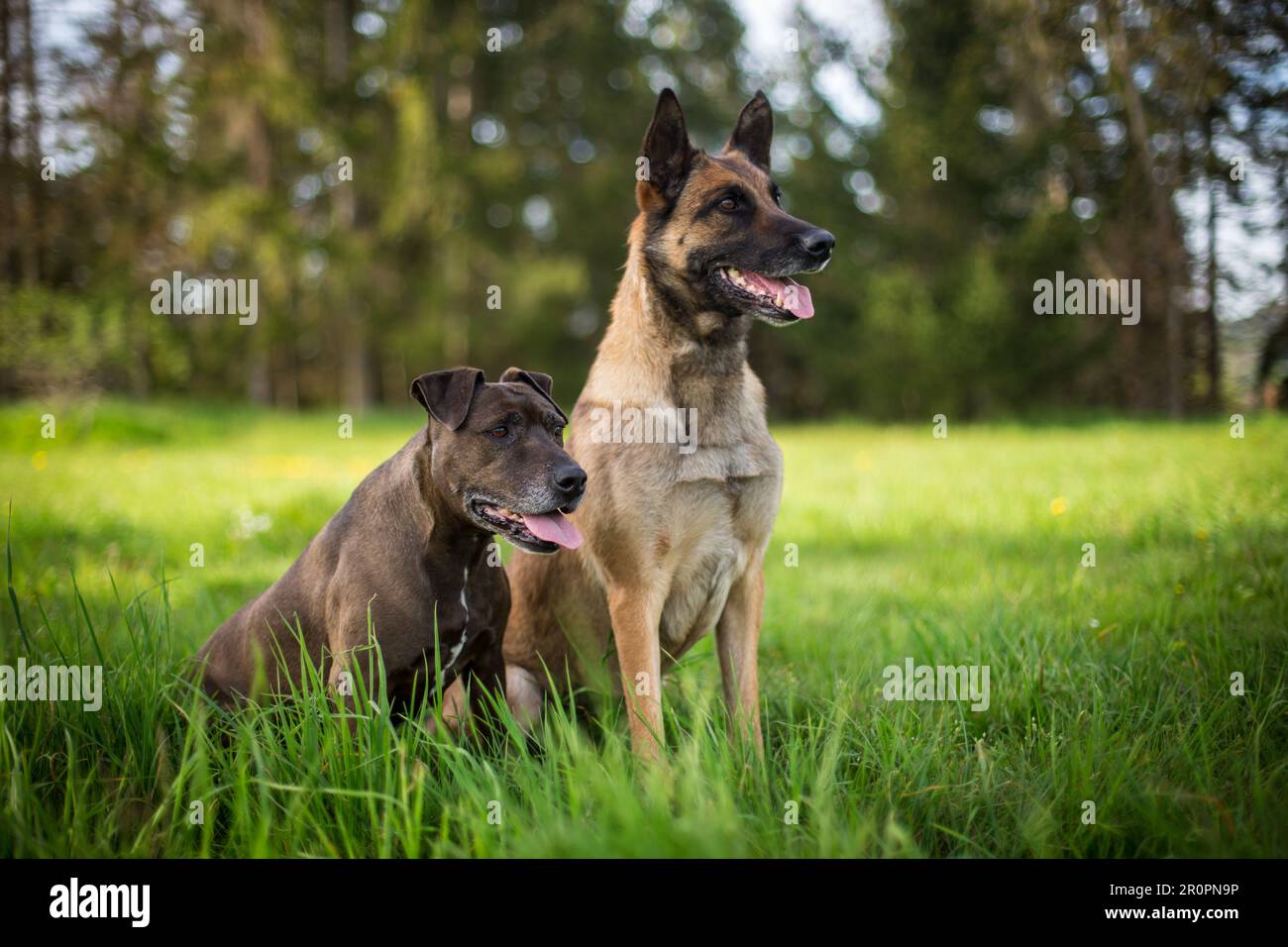 Amici di cane seduti in un prato, un cane nero mescolato e un Malinois Foto Stock