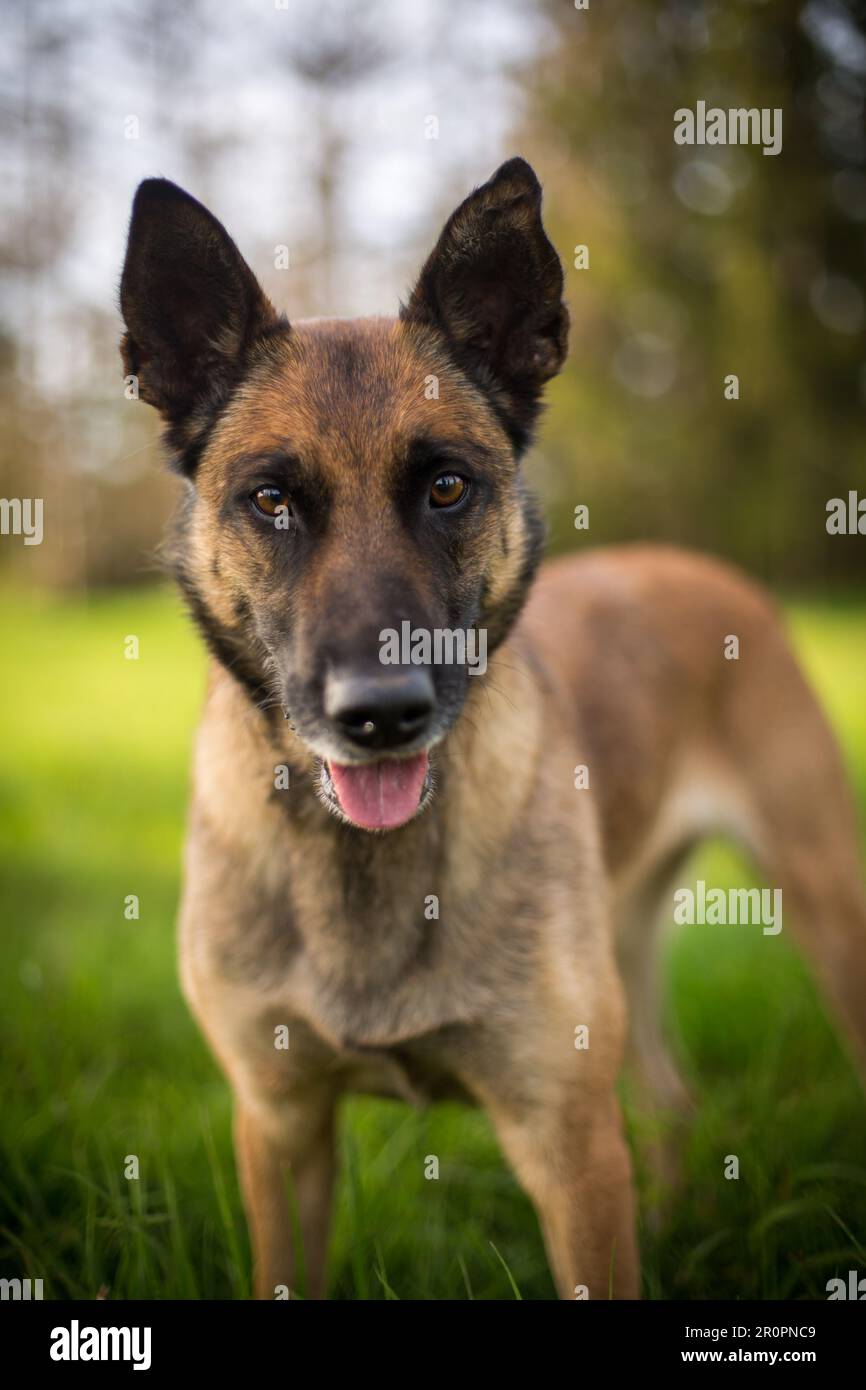 Ritratto del cane da pastore belga (Malinois) Foto Stock