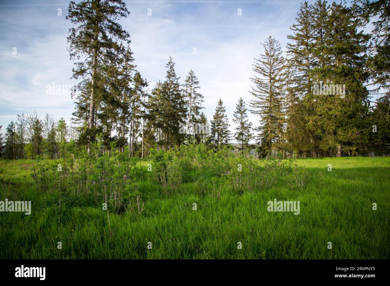 Reuther Platte, un insediamento collinare e celtico a Altmühltal, Baviera, Germania, Europa Foto Stock