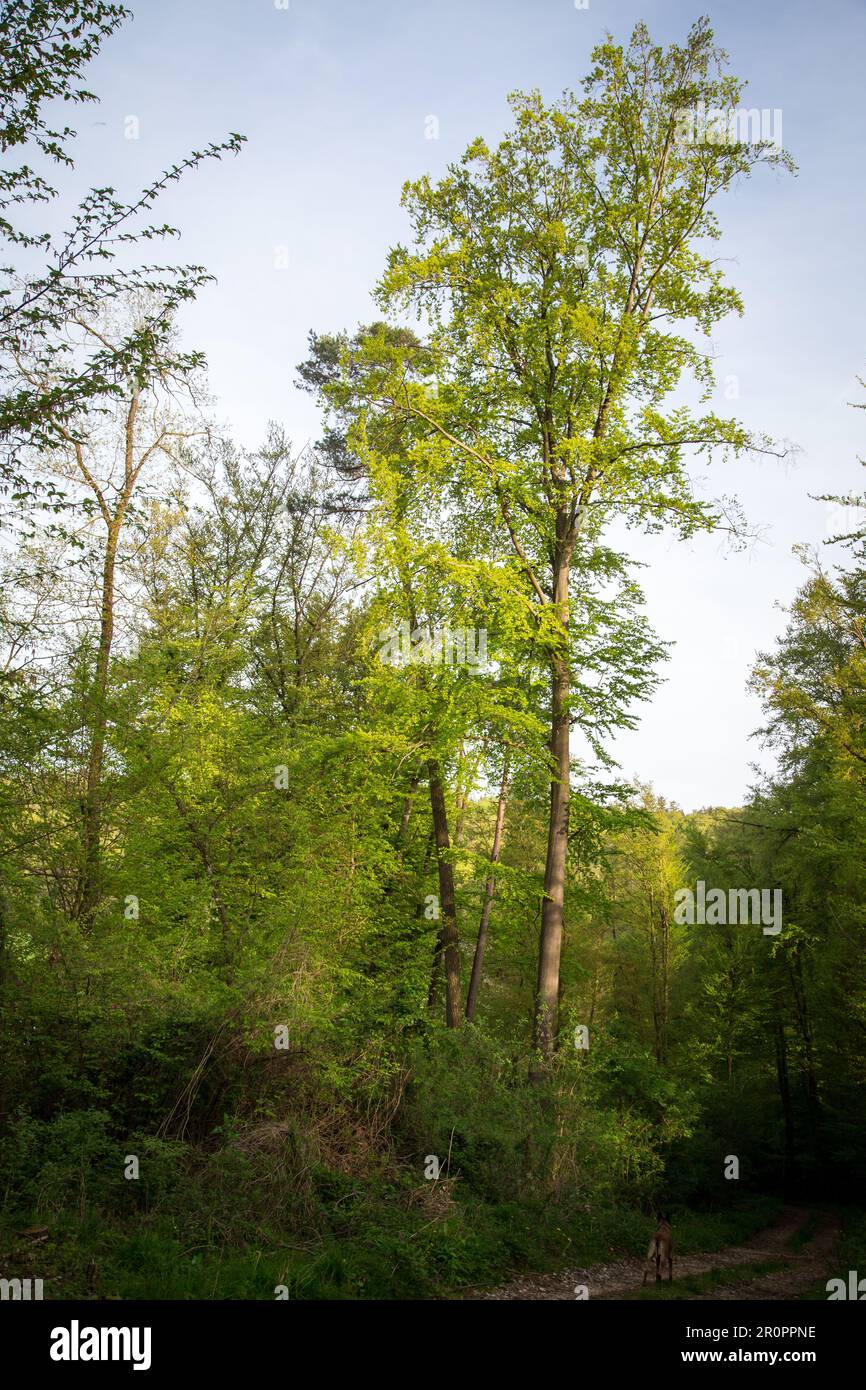 Alberi decidui verdi in primavera, Altmühltal, Baviera, Germania Foto Stock