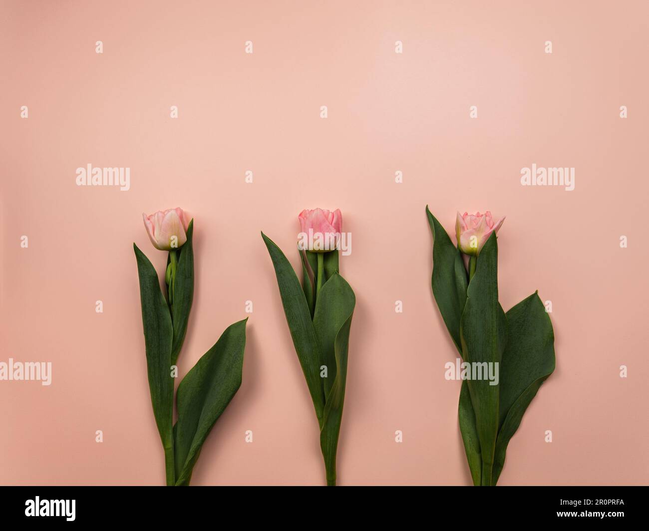 Vista dall'alto dei tulipani rosa su sfondo rosa. Tre tulipani giacitura piatta, copia spazio. Foto Stock