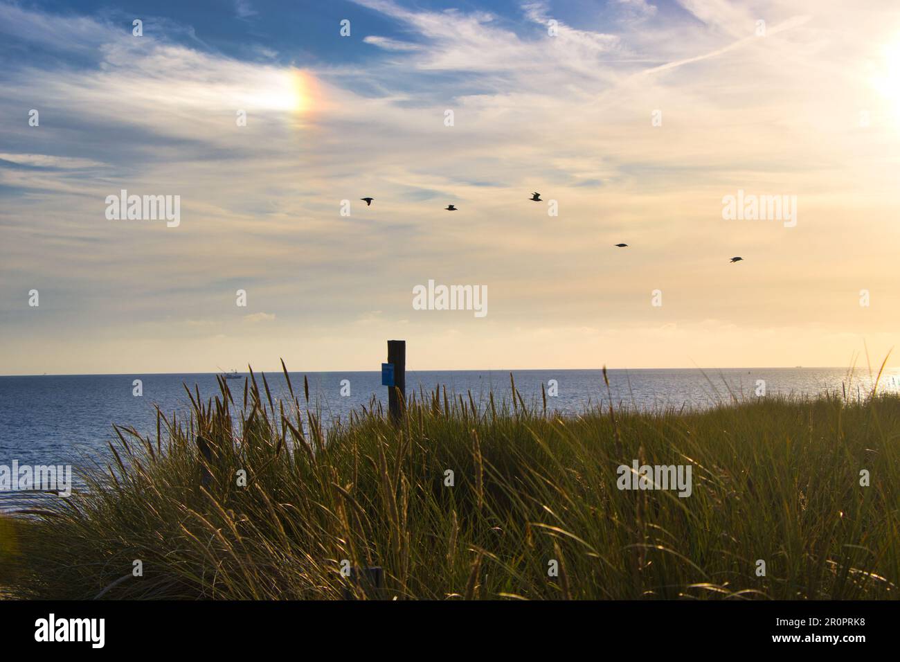 Dune del Mare del Nord al tramonto - con gabbiani che passano al sole della sera Foto Stock