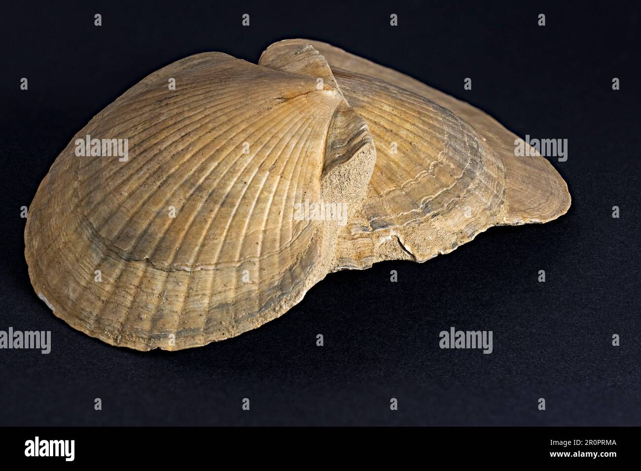 tre capesante fossilizzate giacenti l'una sopra l'altra e ricche di dettagli Foto Stock
