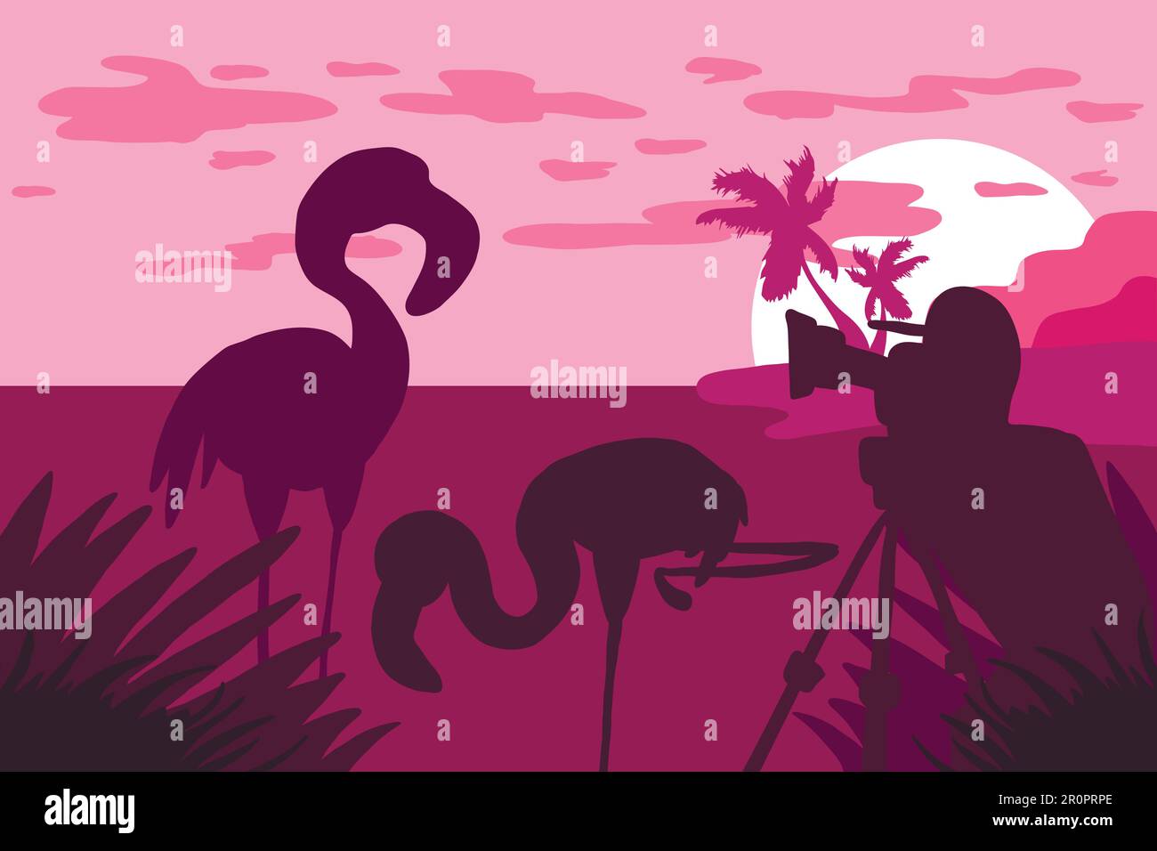 Fotografo fotografie fenicottero in natura. Panorama tropicale della fauna selvatica. Scena naturale. Isola delle palme in rosa. Tramonto e alba. Viaggiare vid Illustrazione Vettoriale