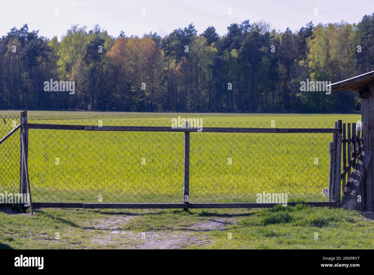 Porta di accesso ad un campo con grano emergente. Risveglio della vegetazione dopo l'inverno. Domenica giorno. Senza persone. Luce diurna. Foto Stock