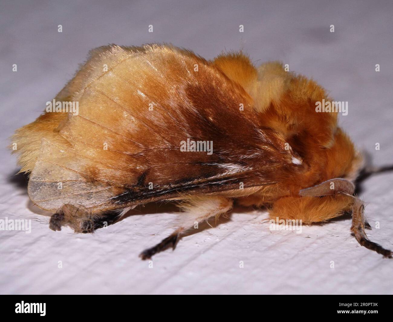 puss o crinkled flanella moth (famiglia Megalopygidae) Megalopyginae - Megalopyge opercularis specie isolata su uno sfondo bianco dalla giungla di Foto Stock