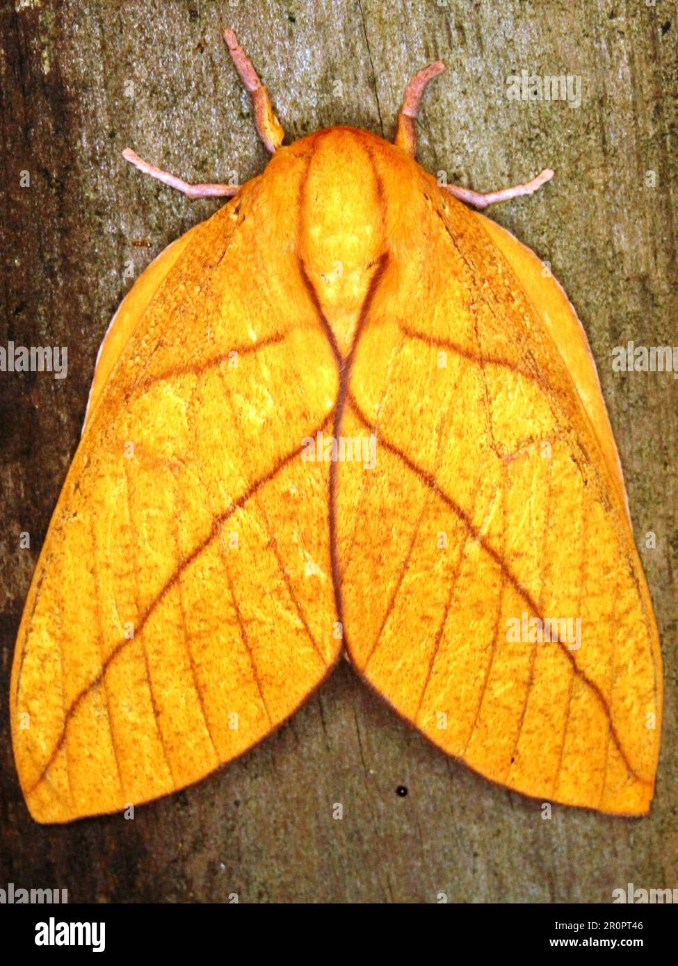 Falce di Saturniide (famiglia Saturniidae) Ceratocampinae - specie di Sysssfinge isolate su uno sfondo di legno dalla giungla del Belize Foto Stock