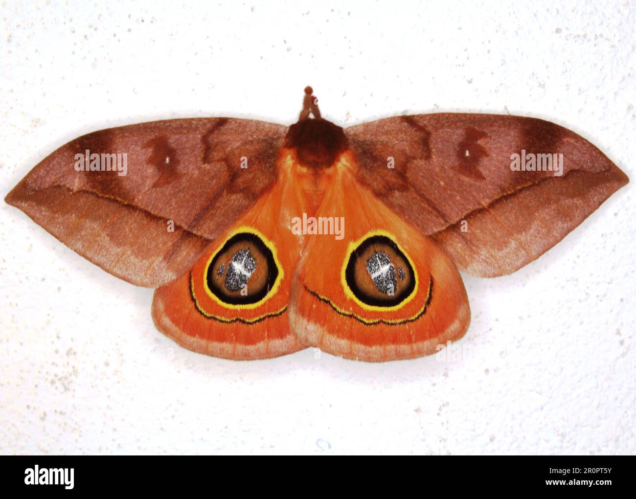 Falce di Saturniidi (famiglia Saturniidae) Hemileucinae - Automeris specie isolata su sfondo bianco dalla giungla del Belize Foto Stock