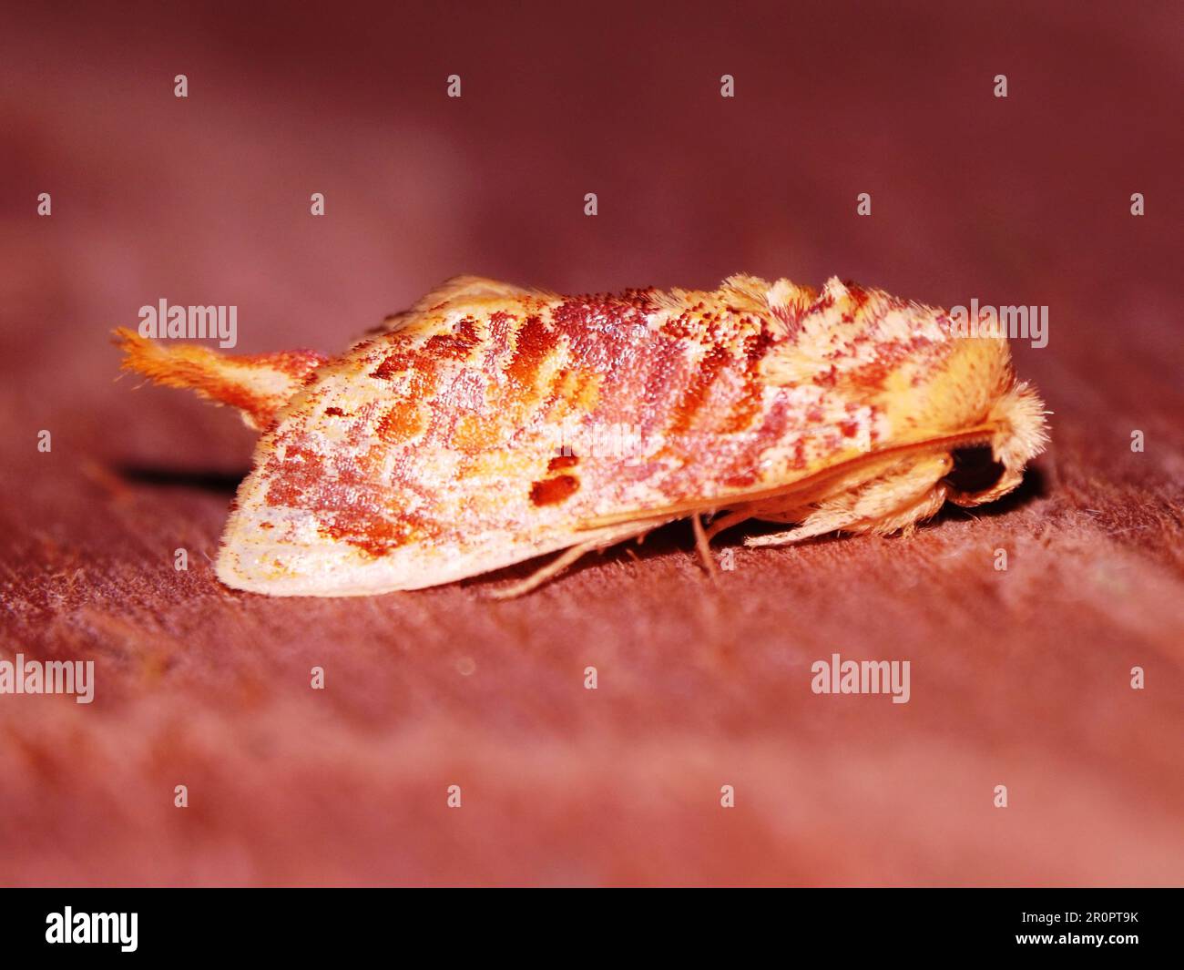 Specie indeterminate di mosca tropicale isolate su uno sfondo naturale dalla giungla del Belize Foto Stock