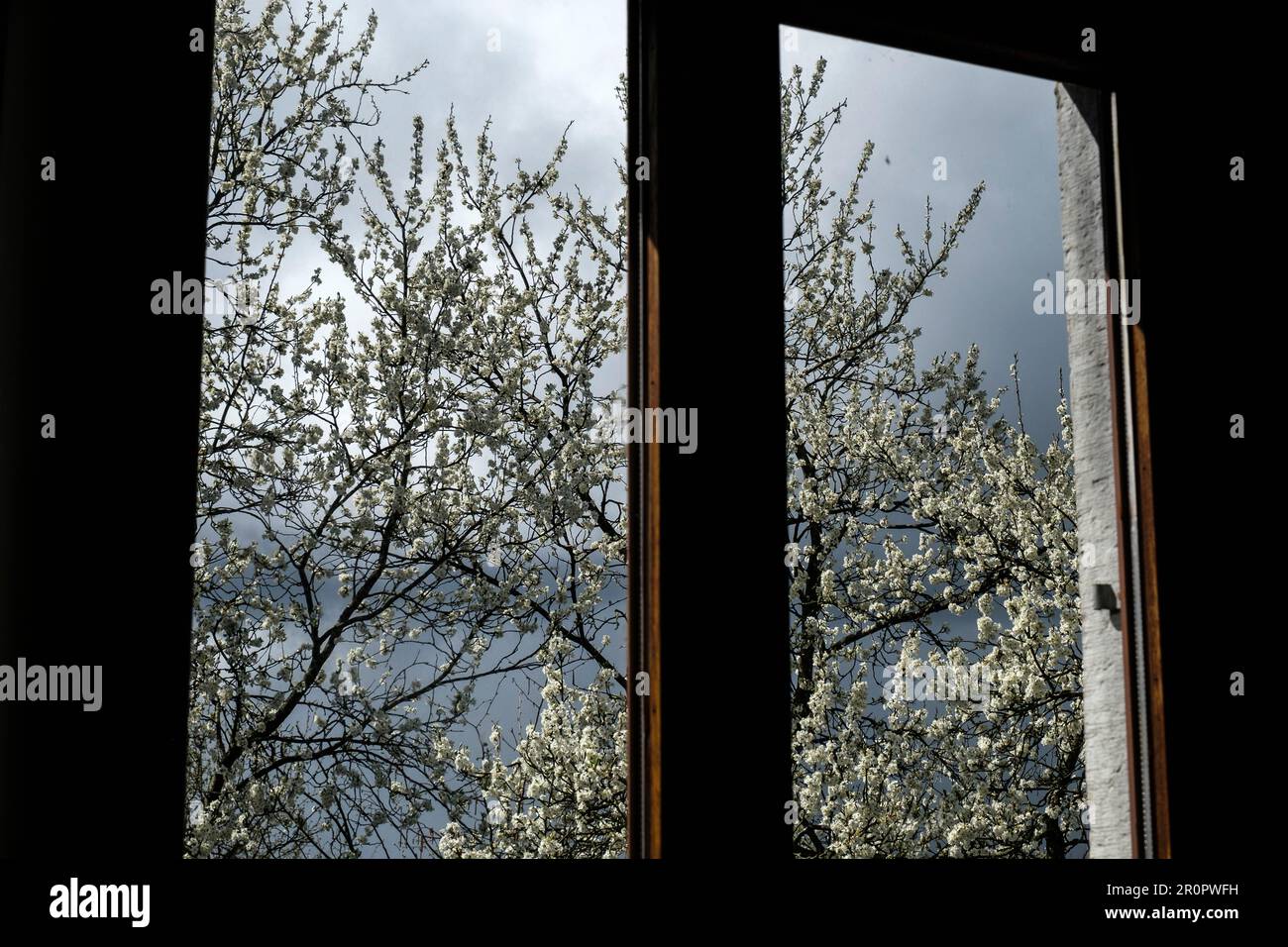 Prunier en fleurs annonciateur du printemps a travers la fenêtre | Una fioritura di plumtree attraverso la finestra Foto Stock