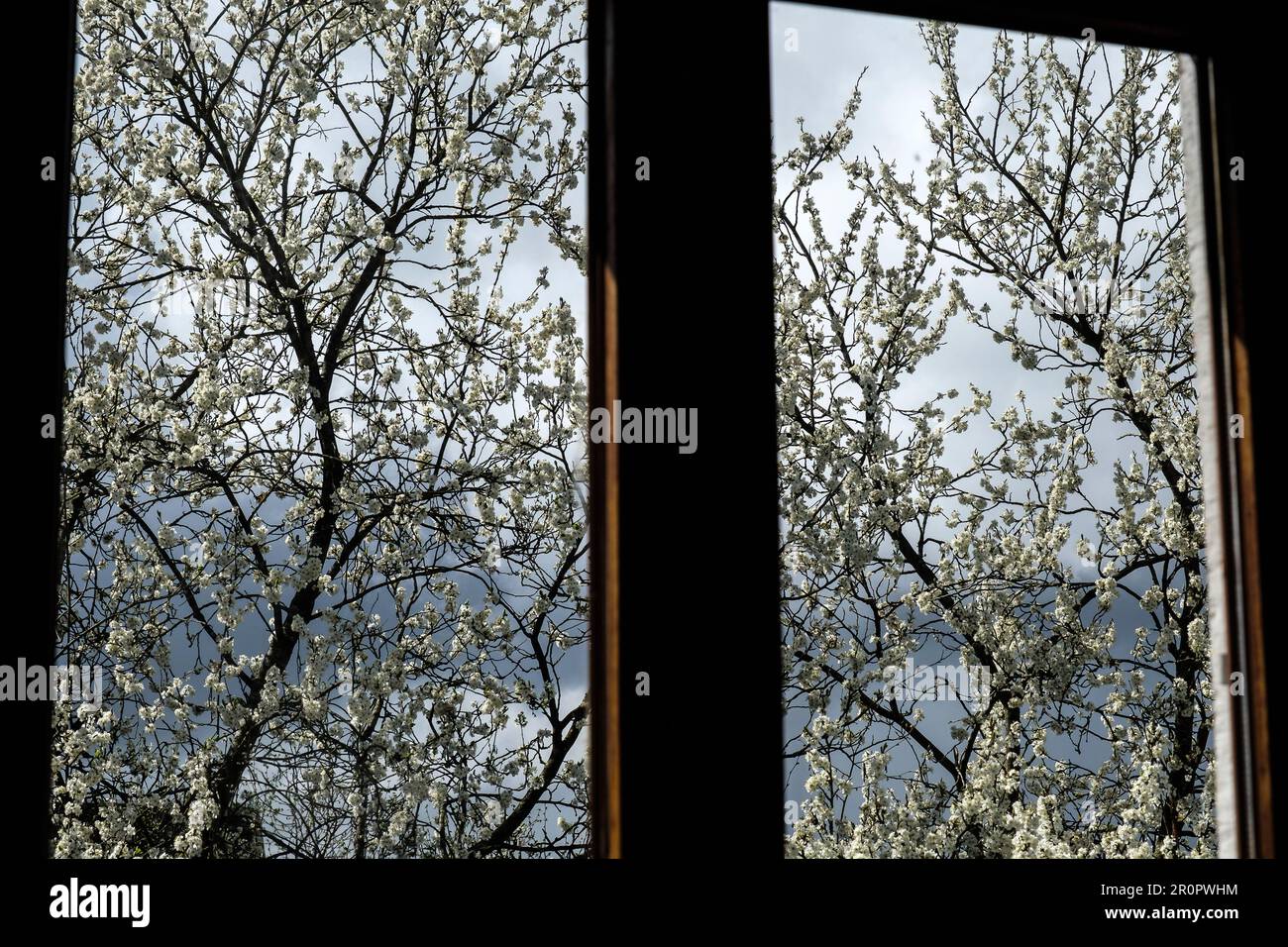 Prunier en fleurs annonciateur du printemps a travers la fenêtre | Una fioritura di plumtree attraverso la finestra Foto Stock
