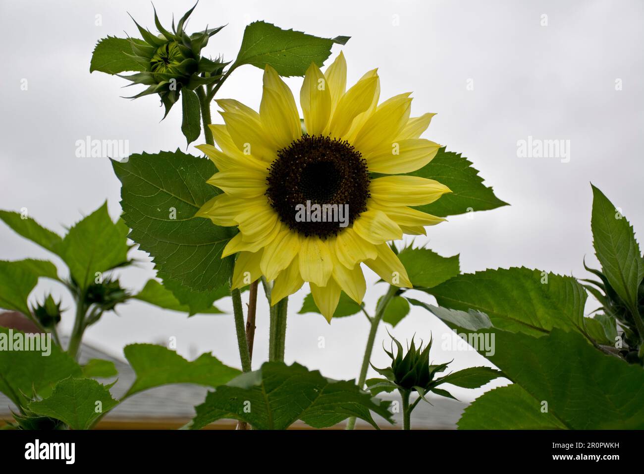 Girasoli regina al limone con petali di fiori gialli e foglie verdi fioriscono nella stagione primaverile Foto Stock