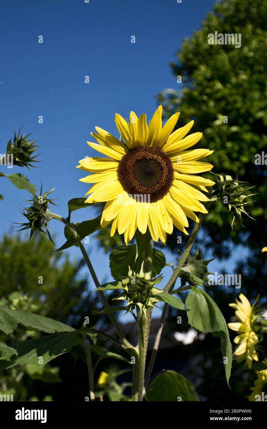 Il girasole della regina del limone con le foglie verdi fiorisce nelle teste gialle eleganti del fiore in primavera Foto Stock