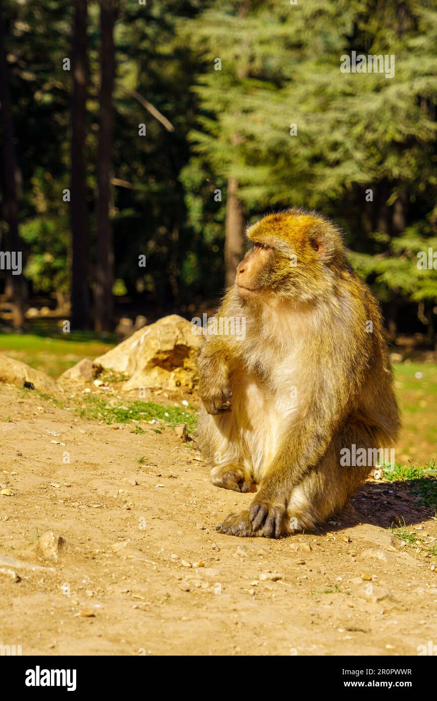 Vista di una scimmia di macaco barbaro, nelle montagne del Medio Atlante, Marocco Foto Stock