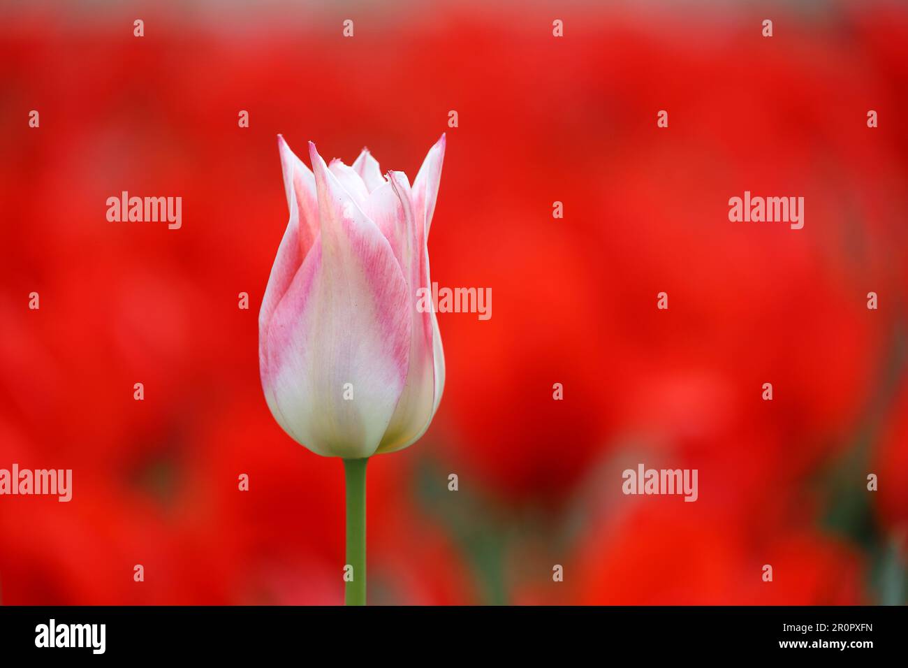 Tulipano rosa su sfondo rosso fiori. Campo di tulipani in fiore in primavera Foto Stock
