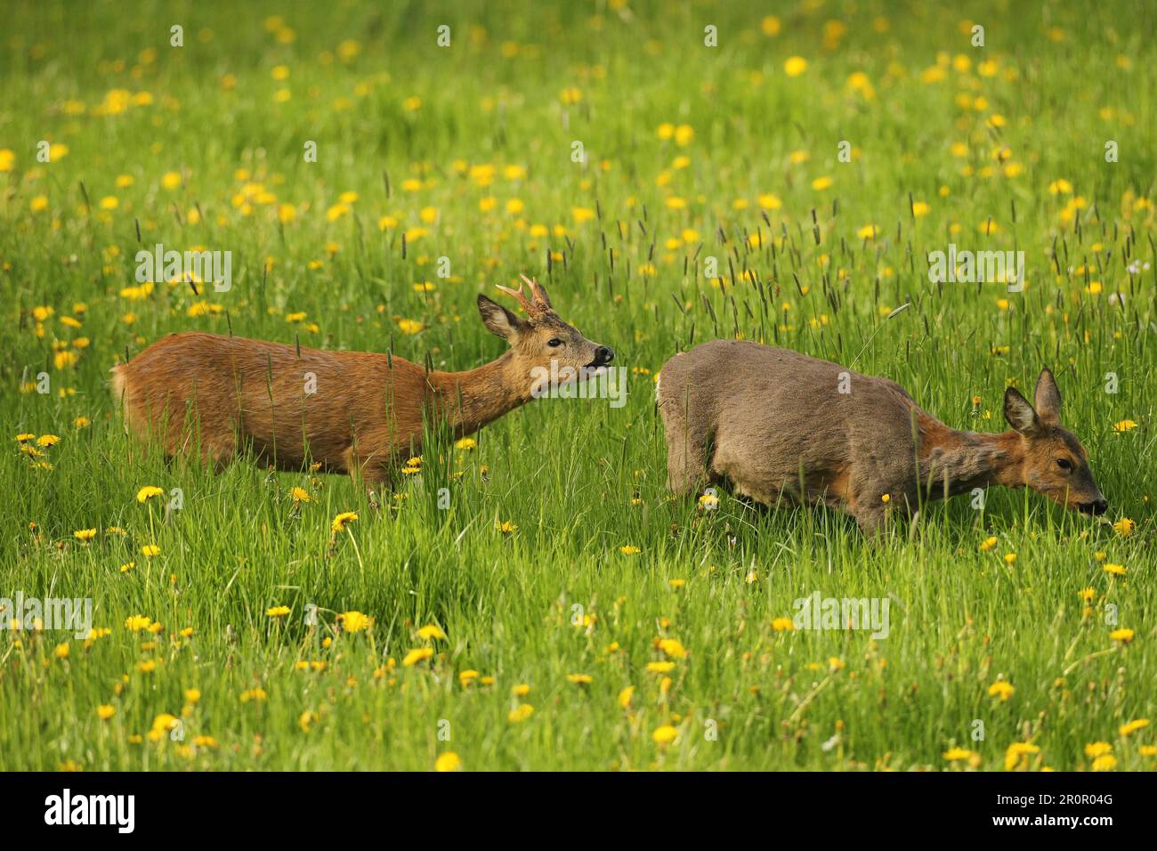Capriolo europeo (Capreolus capreolus) giovane rosso buck e femmina del cervo grigio incinta in prato, Allgaeu, Baviera, Germania Foto Stock