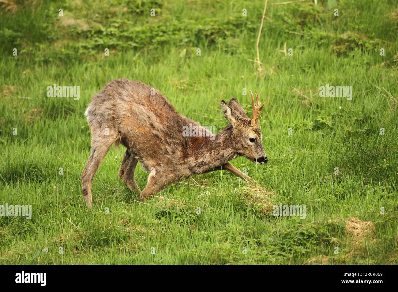 Capriolo europeo (Capreolus capreolus) Buck in giacca invernale con solo tre gambe sul prato, locomozione laboriosa, Allgaeu, Baviera, Germania Foto Stock