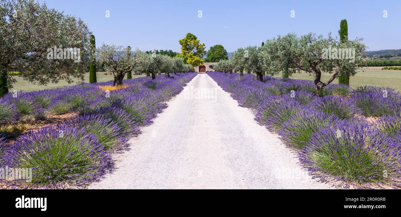 Provenza, Francia. Campo di lavanda durante la stagione estiva Foto Stock