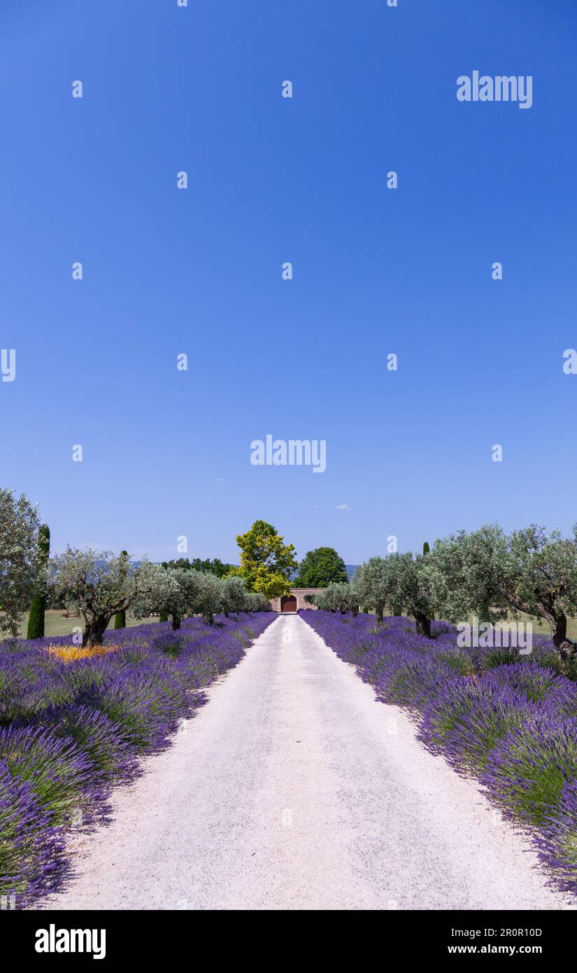 Provenza, Francia. Campo di lavanda durante la stagione estiva Foto Stock