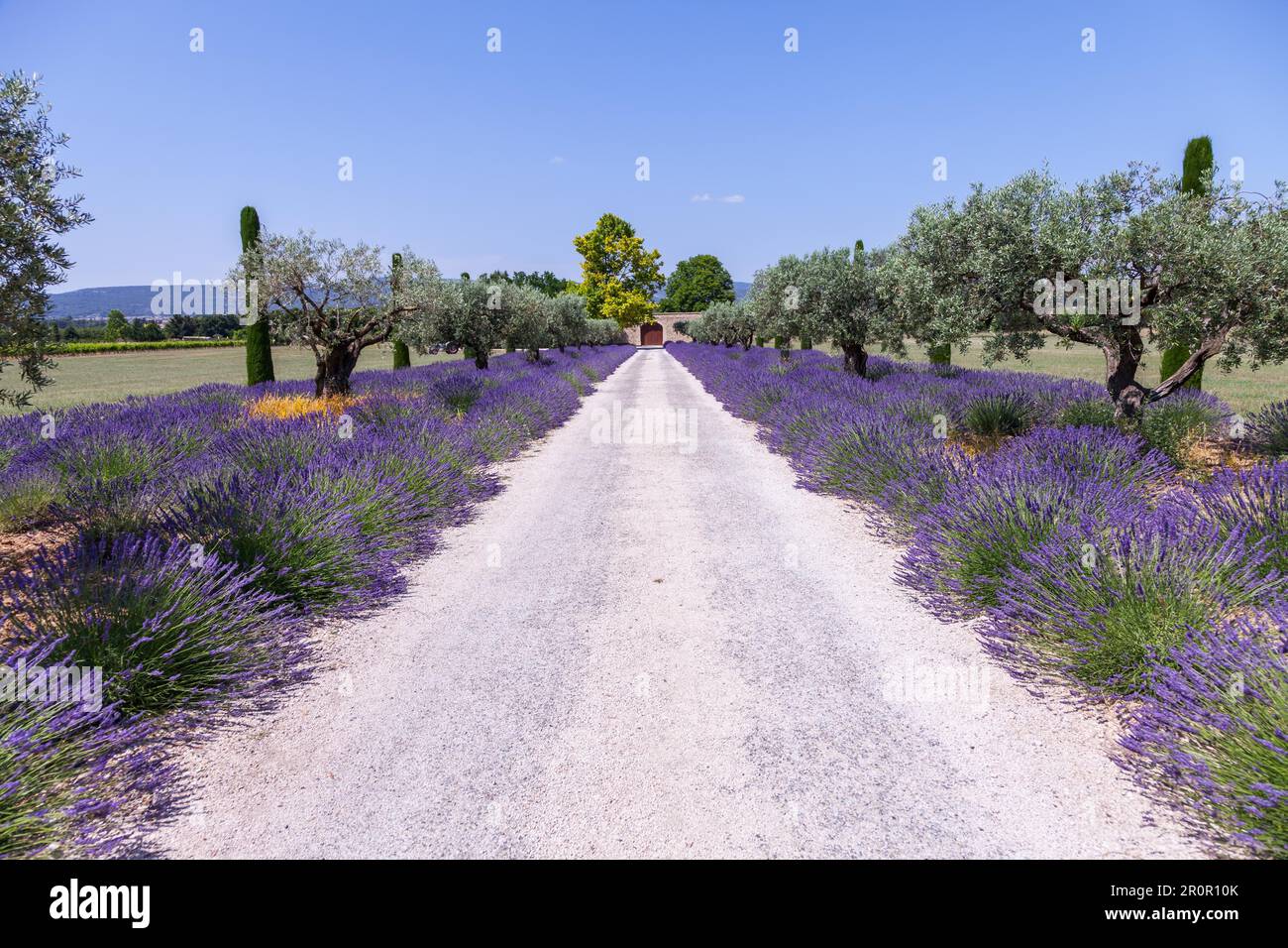 Provenza, Francia. Campo di lavanda durante la stagione estiva Foto Stock