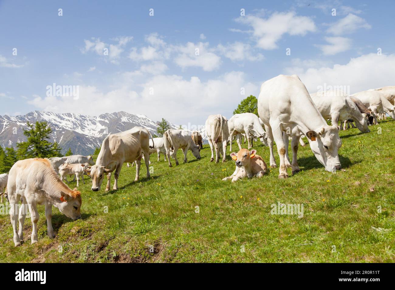 Stagione estiva sulle Alpi italiane. Vitello libero tra mucche adulte Foto Stock