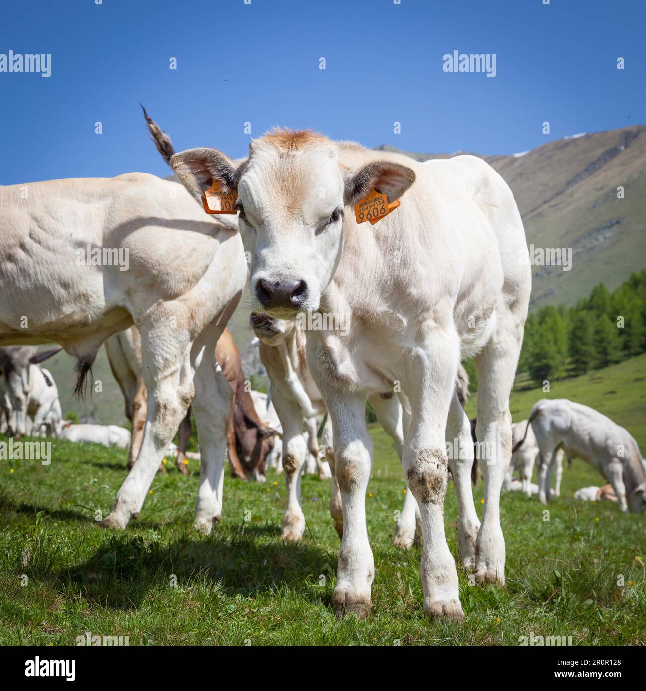 Stagione estiva sulle Alpi italiane. Vitello libero tra mucche adulte Foto Stock