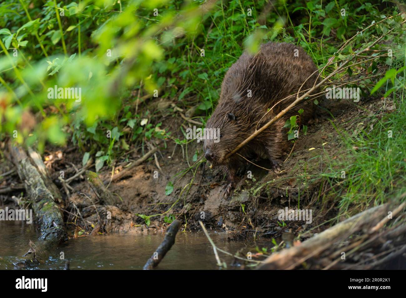 Castore europeo (fibra di Castor), Rosenheim, Baviera, Germania Foto Stock