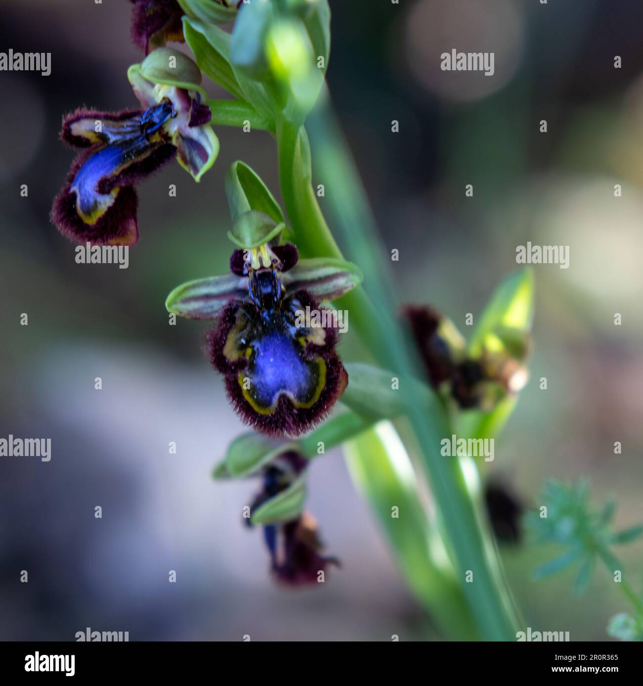 Orquídea silvestre, Ophrys speculum, llamada Orquídea abeja, Almaraz, Cáceres, España Foto Stock