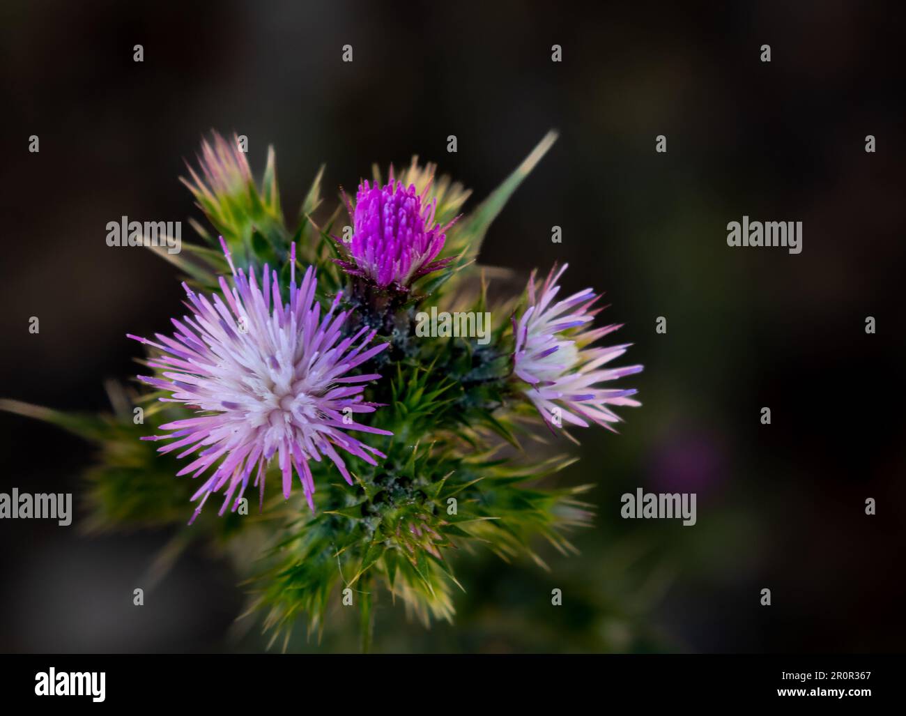 Macro de algunas flores de cardo en el campo de color púrpura y blanco. Foto Stock