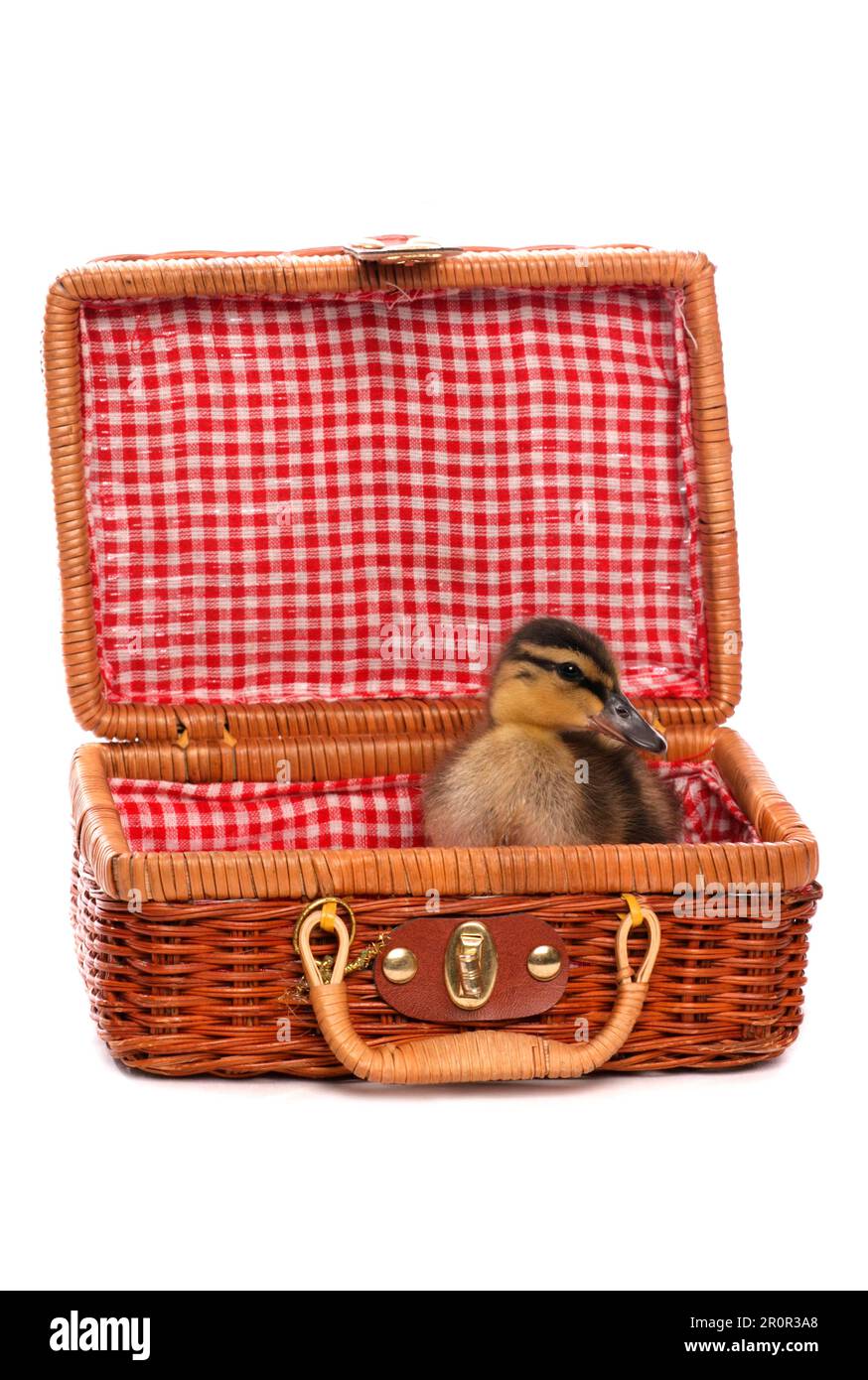 Mallard, mallards, anatre, uccelli dell'oca, animali, Uccelli, Mallard Duck (Anas platyrhynchos) ducking, seduto nel cestino da picnic Foto Stock