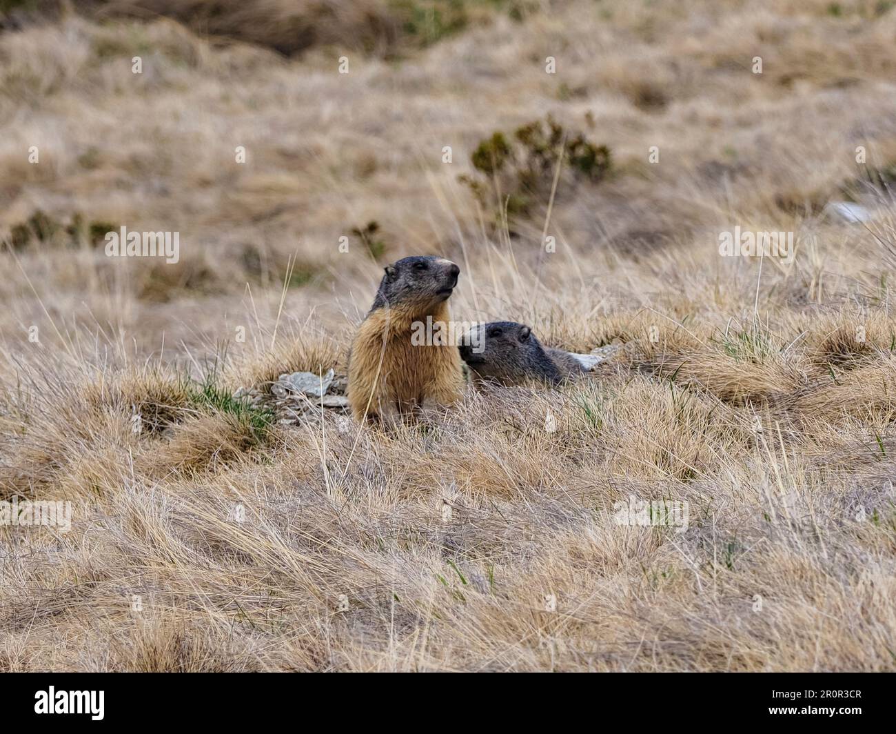 Marmotta nelle alpi italiane Foto Stock