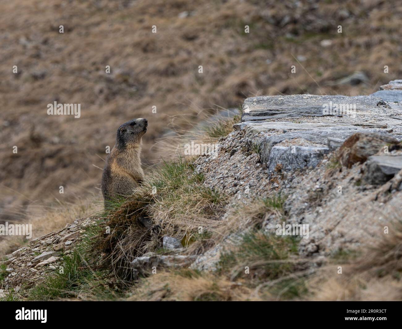 Marmotta nelle alpi italiane Foto Stock