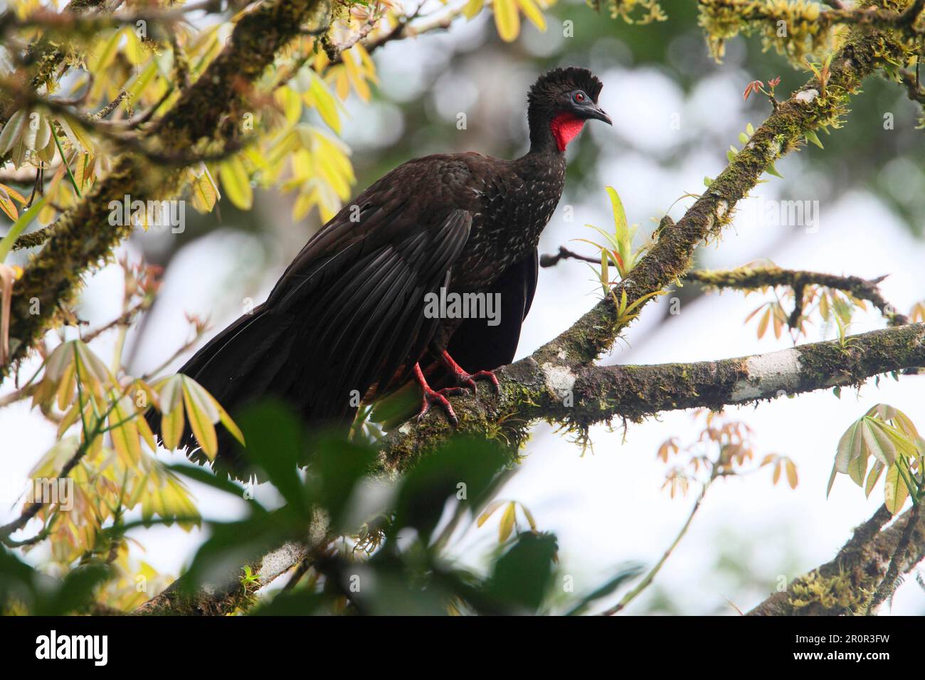 Crested Guan (Penelope purpurascens) adulto, arroccato su ramo alto in albero, Costa Rica Foto Stock