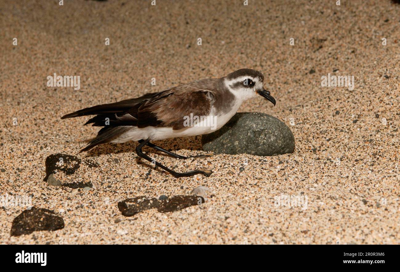 Petrelli di tempesta di fronte bianco (Pelagodroma marina), petrelli di tempesta di Frigate, petrelli di tempesta di fronte bianco, naso di tubo, animali, Uccelli, Storm-Petrel bianco-faccia Foto Stock