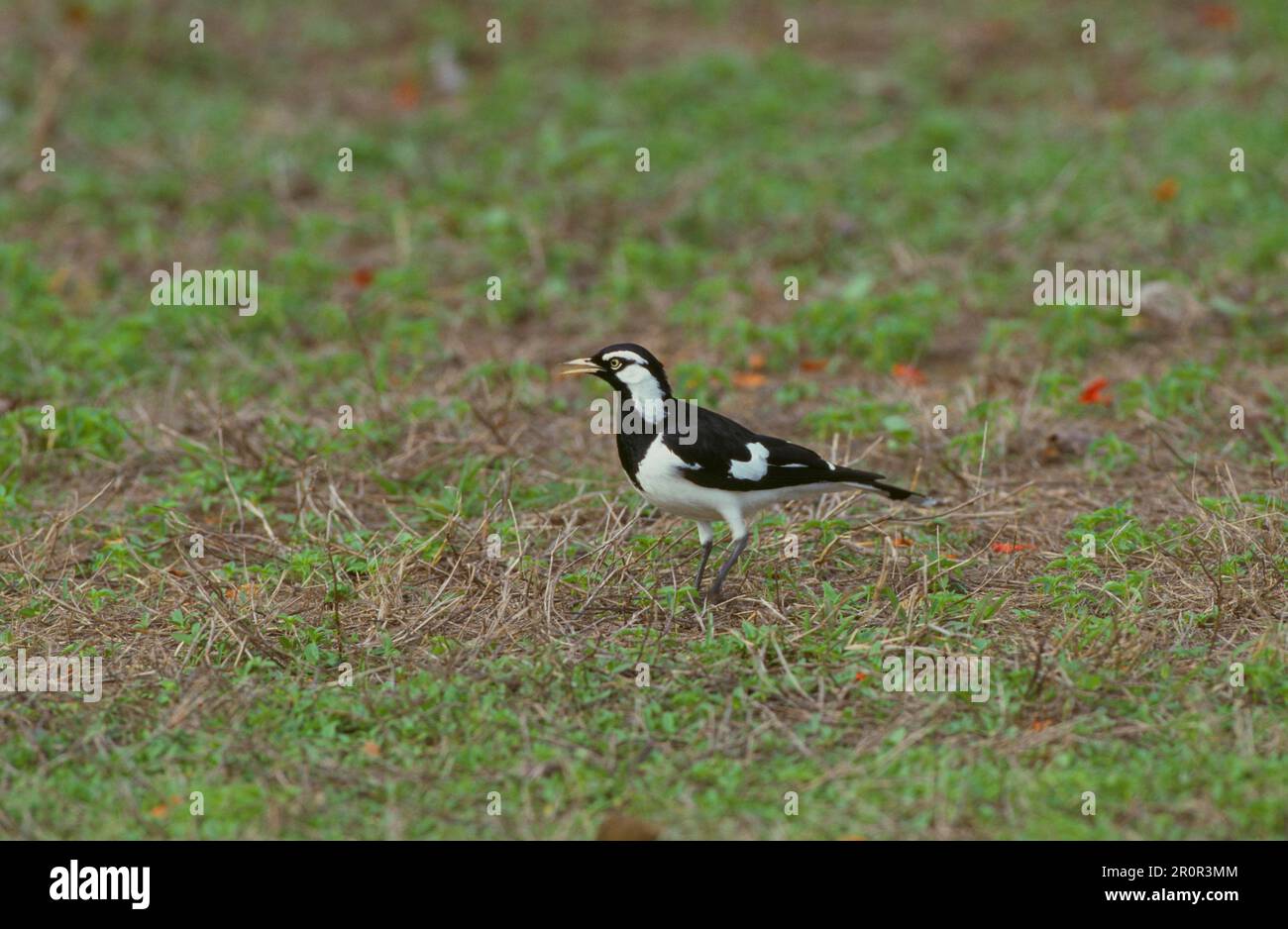 Magpie, Magpie Wagtail, songbirds (Grallina cyanoleuca), Animali, Uccelli, Australian Magpie- Lark maschio, Darwin, Australia Foto Stock